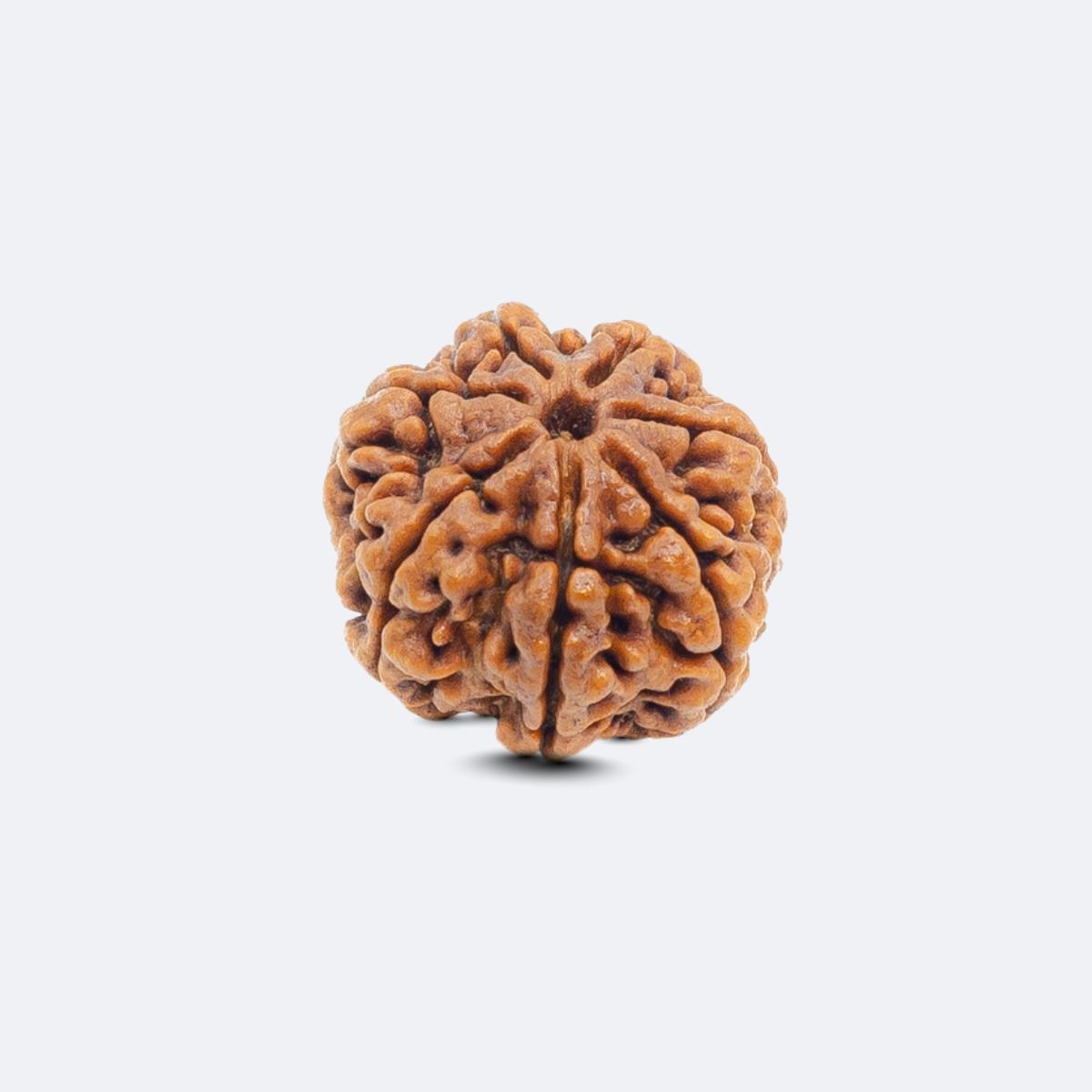 7 Mukhi Rudraksha